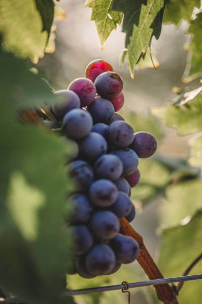 uva vermelha em vinhedo orgânico - red grape grape fruit sweet food - fotografias e filmes do acervo