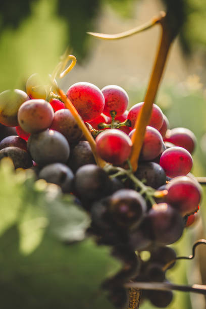 czerwone winogrona w ekologicznej winnicy - red grape grape fruit sweet food zdjęcia i obrazy z banku zdjęć