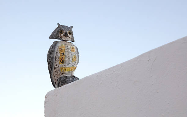 Statue of an owl in B+W