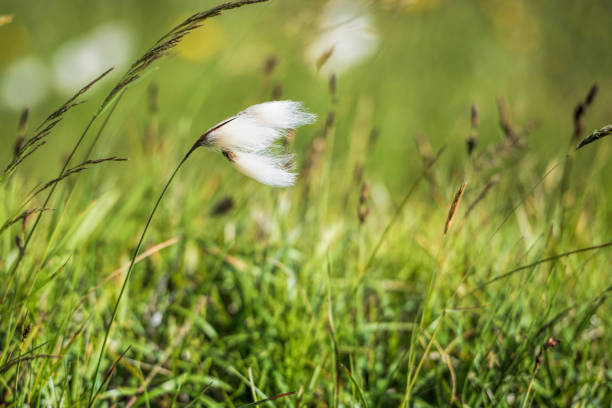 Linaigrette in Iceland