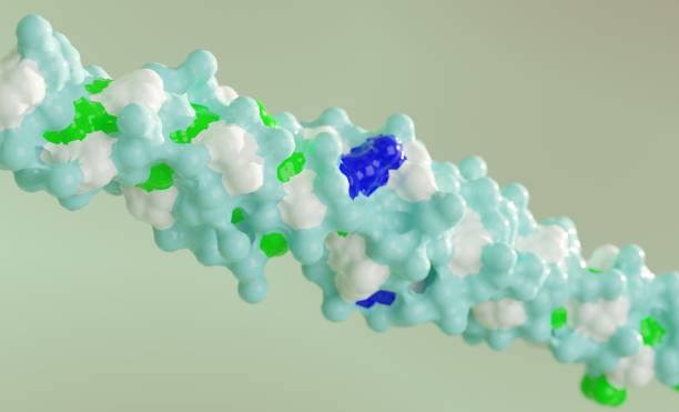 istock Collagen structural protein. Essential component of bone, hair, skin, connective tissue, etc. 3D surf model based on protein data bank 1367968669