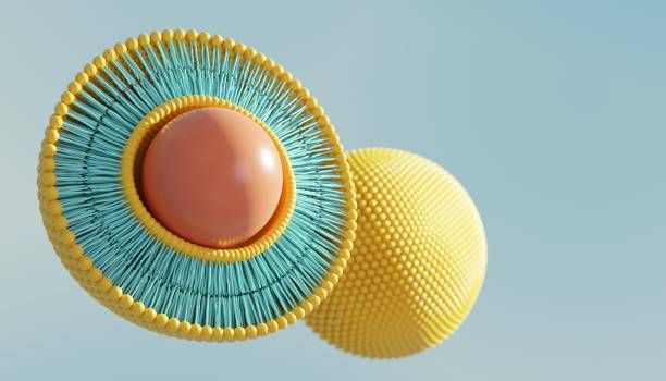 Liposome circular bilayer structure membrane with nucleus. 3d illustration Liposome circular bilayer structure membrane with nucleus. 3d illustration colloid stock pictures, royalty-free photos & images