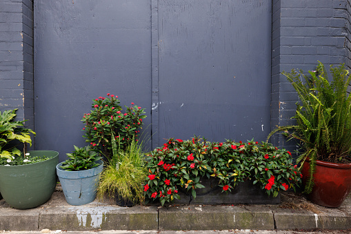 Various house plants outdoors against a painted wall.