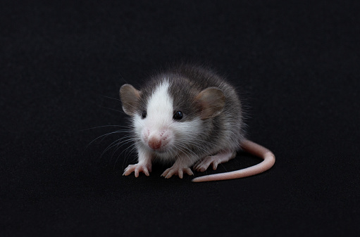 Decorative Dumbo rat sits on black background, front view. Animal themes