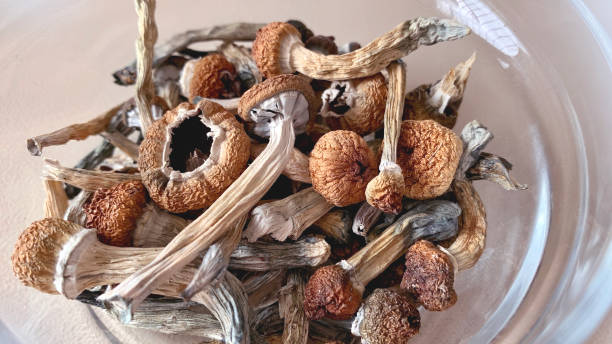 dried psilocybin mushrooms. - magic mushroom imagens e fotografias de stock