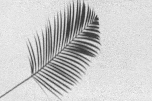 istock Palm tree leaf black shadow on white texture wall, gray tropical leaves reflection on light surface, abstract plant branch shade, summer nature backdrop, monochrome natural floral pattern background 1367969885