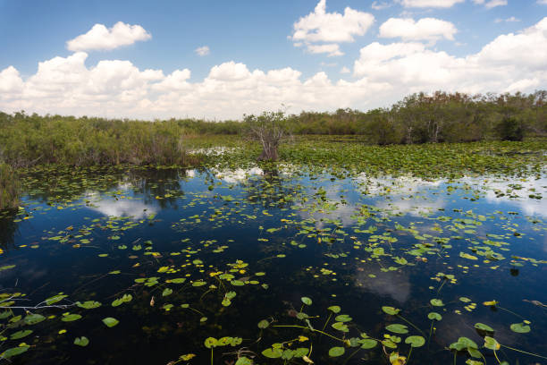 istock Everglades national park 1367970047