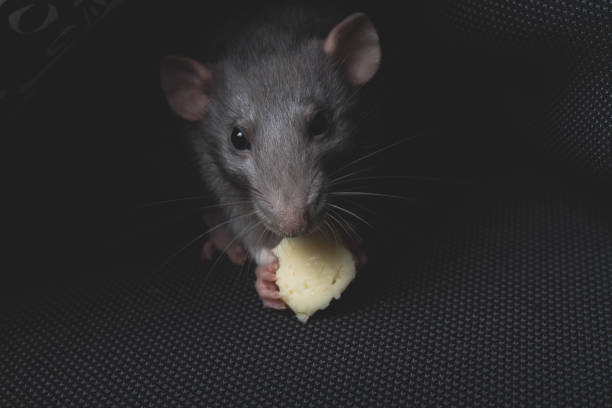 A gray pet rat eats cheese on a dark gray sofa like in a hole.