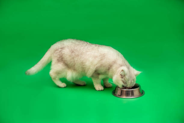 White British cat eats food on a green background.