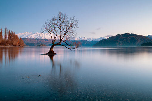 Dawn Approaches The Tree At Lake Wanaka, New Zealand