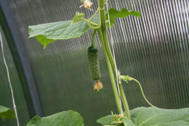 istock Cucumbers growing in a greenhouse 1367976735