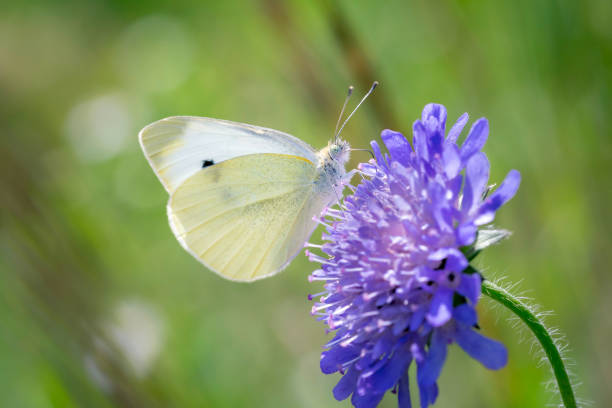 Large White Butterfly - Pieris brassicae - resting on a blossom of the field scabious - Knautia arvensis\