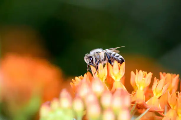 Bee - Apis mellifera - pollinates a blossom of the butterfly milkweed - Asclepias Tuberosa