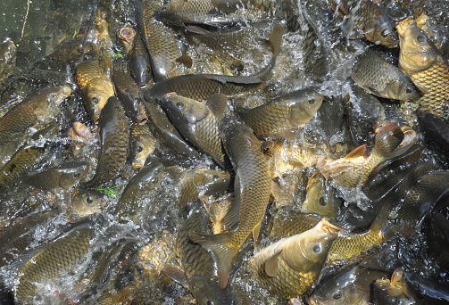 High angle view of group of fish gathering together for food in the lake