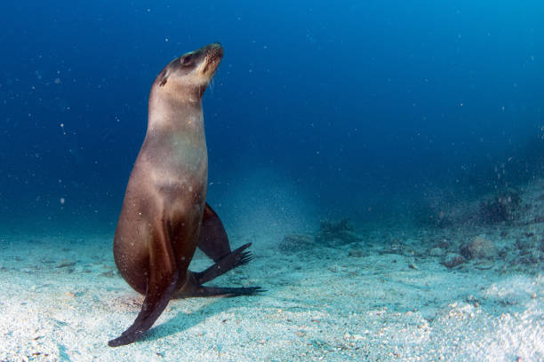istock Puppy sea lion underwater looking at you from sand bottom 1367980514