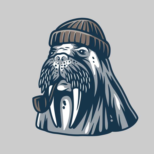Walrus in a sailor cap with smoking pipe Walrus in a sailor cap with smoking pipe. Nautical marine element for logo and print design walrus stock illustrations