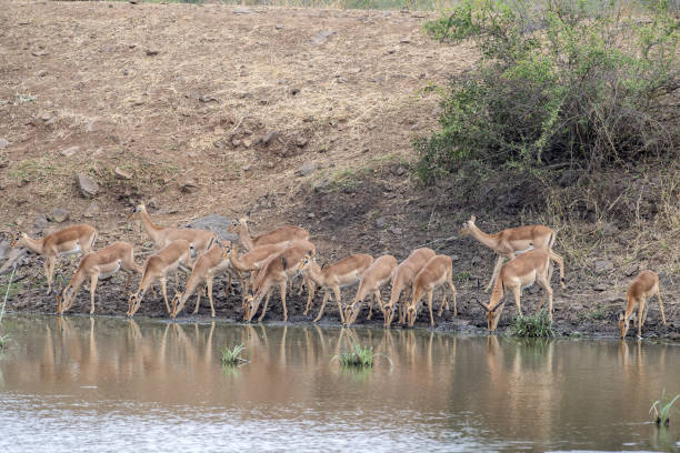 istock impala in kruger park south africa 1367980754