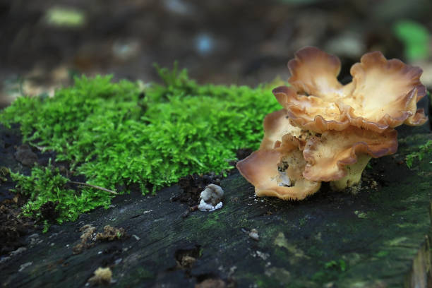 istock Woodland Mushroom 1367980784