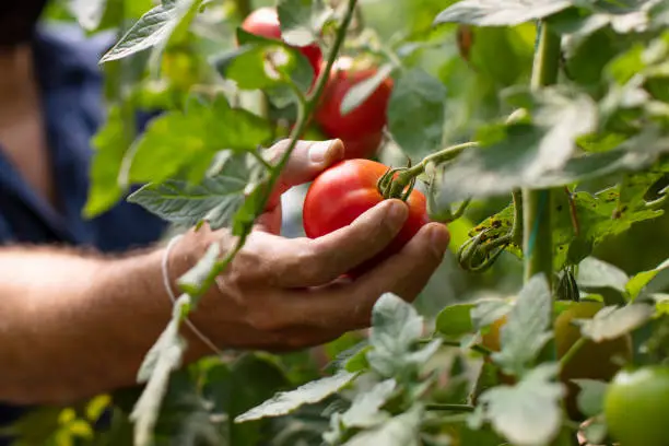 Photo of Hand Picking Tomato