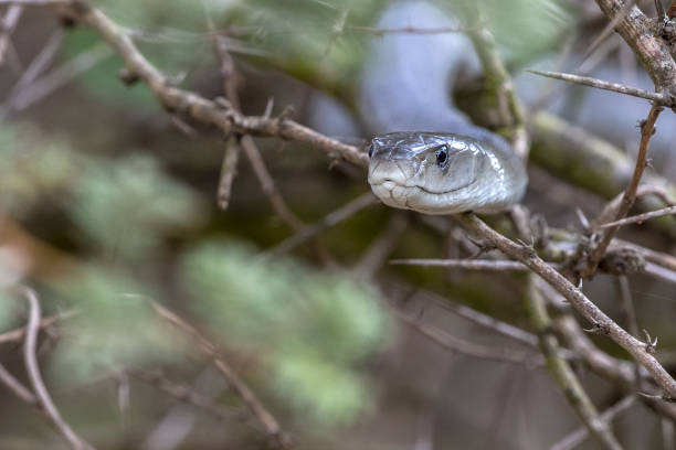 istock Black mamba snake south africa close up 1367980861