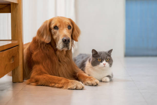 istock Golden Retriever and British Shorthair get along 1367980940
