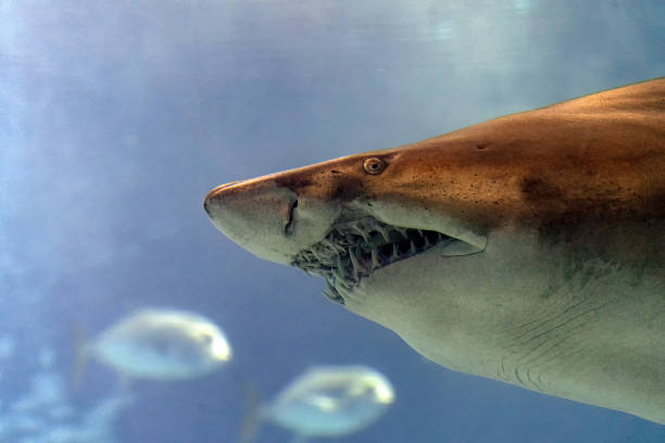 Bull shark jaws detail ready to attack stock photo