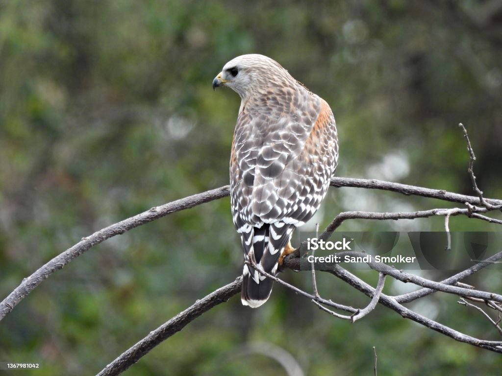 Hawk Rear Bird Redshouldered Hawk Perched In A Tree Stock Photo - Download Image Now ...
