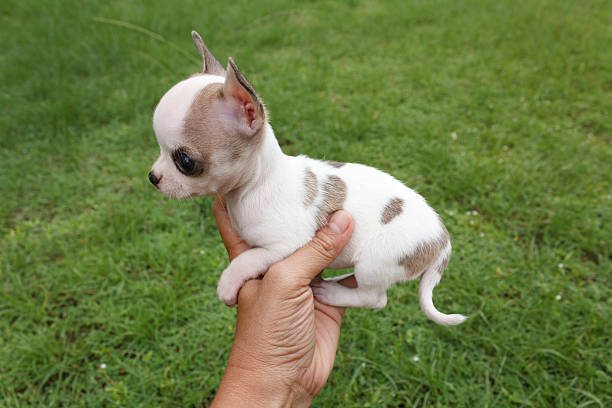 chiot chihuahua - chihuahua stroking pets human hand photos et images de collection