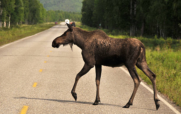 무스 지원하므로 건널목 the road, 알래스카 - moose crossing sign 뉴스 사진 이미지