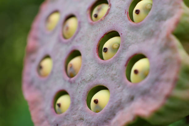 istock macro of water lily seeds 1367981749