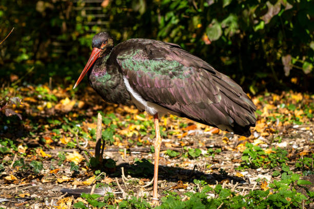 istock Black stork, Ciconia nigra in a german nature park 1367981982