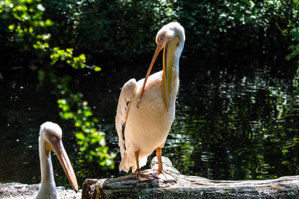 istock Great White Pelican, Pelecanus onocrotalus in a park 1367983312