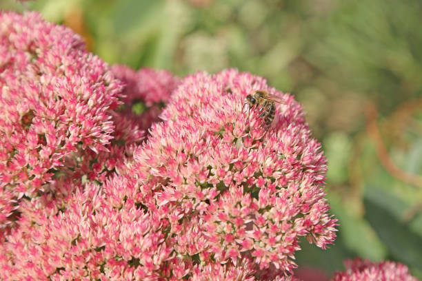 abeille mellifère sur sédum - sedum telephium l. - perennial plant photos et images de collection