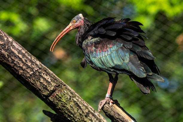 istock Northern Bald ibis, Geronticus eremita in the zoo 1367983603