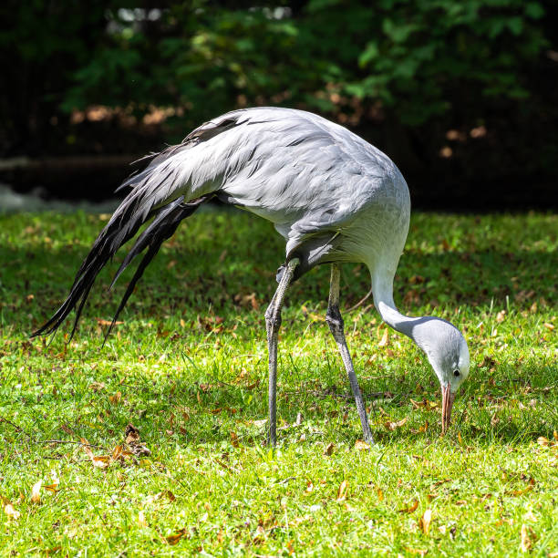 istock The Blue Crane, Grus paradisea, is an endangered bird 1367983792