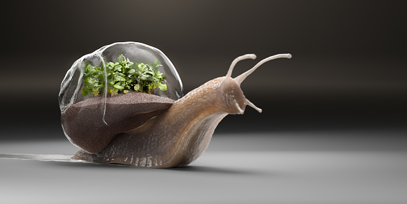 Macro close up of a snail with shallow depth of field, moving over a plain light grey flat surface leaving a trail and carrying a glass terrarium shell filled with dirt and small succulent green leaved plants. Focus is on the plants. With copy space.