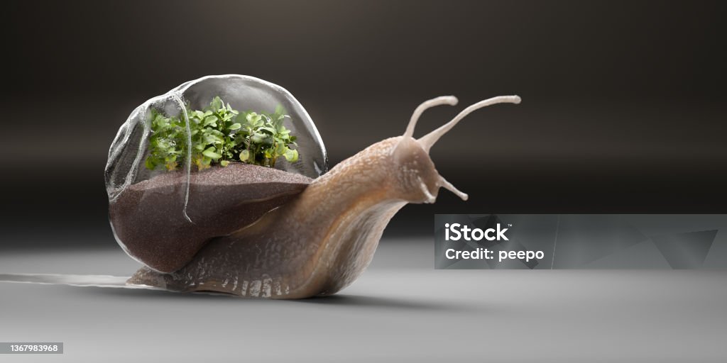 Snail Carrying Glass Shell Terrarium Filled With Succulent Plants Macro close up of a snail with shallow depth of field, moving over a plain light grey flat surface leaving a trail and carrying a glass terrarium shell filled with dirt and small succulent green leaved plants. Focus is on the plants. With copy space. Snail Stock Photo