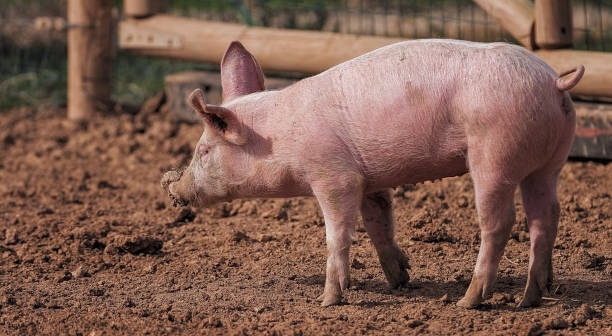 istock Small pig on the farm looking for food 1367984142