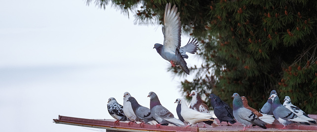 Image with a group of pigeons resting on the roof.