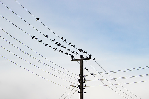 Pájaros en el alambre en un día nevado photo