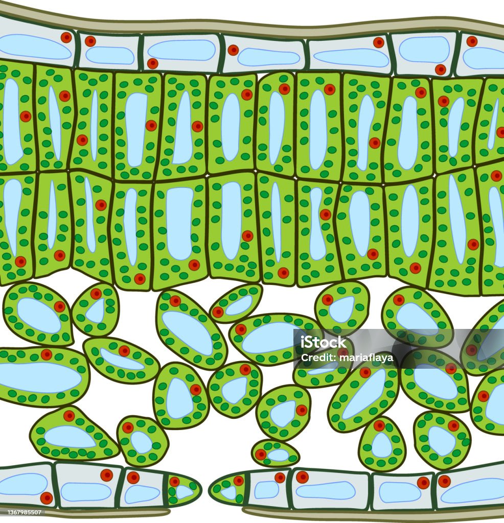 Plant Leaf Cross Section plant-leaf-cross-section