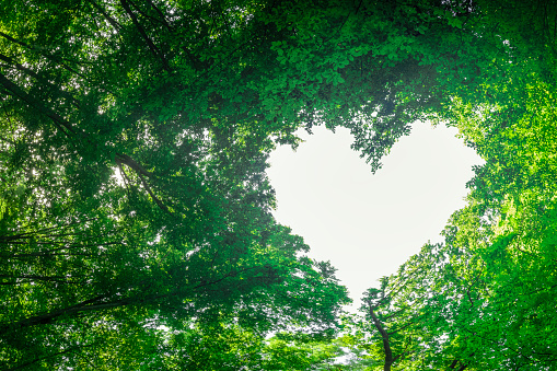 panorama spring forest trees in the center of the heart on Valentine's Day