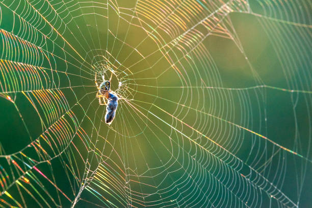 istock Closeup of a spider in a rainbow-colored web 1367986507