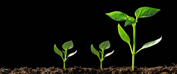 istock Green seedling growing on the ground in the rain 1367986512
