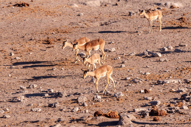 istock A herd of Antilope walking towards a waterhole 1367986565