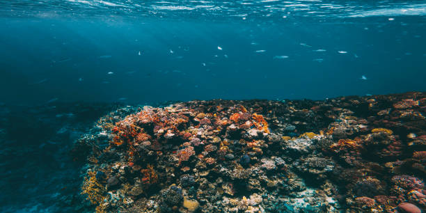 istock Underwater coral reef on the red sea 1367986578
