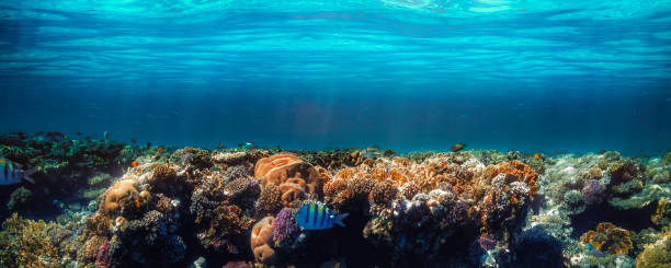 istock underwater coral reef on the red sea 1367986968