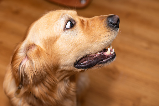 Cute golden retriever dog looking surprised with big eyes while resting at home.Side view.Closeup.