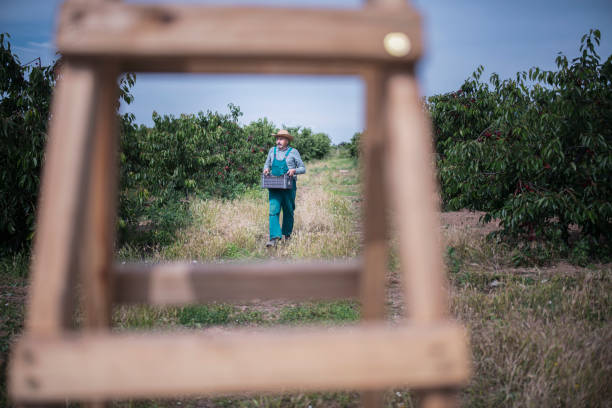 A shot of a senior farmer carrying a crate with frest cherries in his orchard.