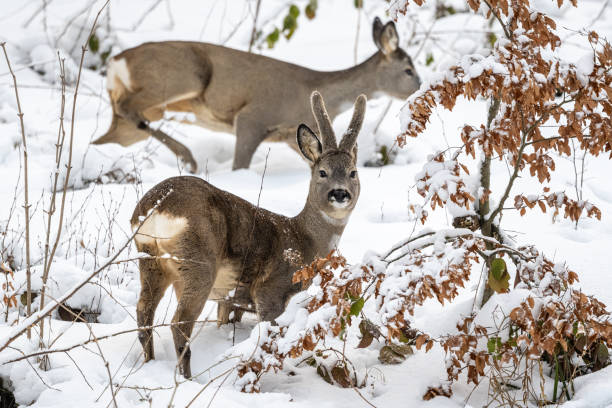 istock A Roe Deer buck in a snowy, winter forest. Bieszczady Mountains, Poland. 1367988748